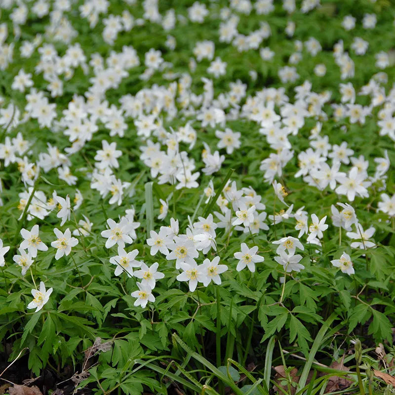 Untreated flower bulbs Anemone nemorosa size 1 (5001500) for individuals