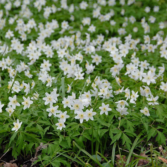 Untreated flower bulbs Anemone nemorosa size 1 (5001500) for individuals
