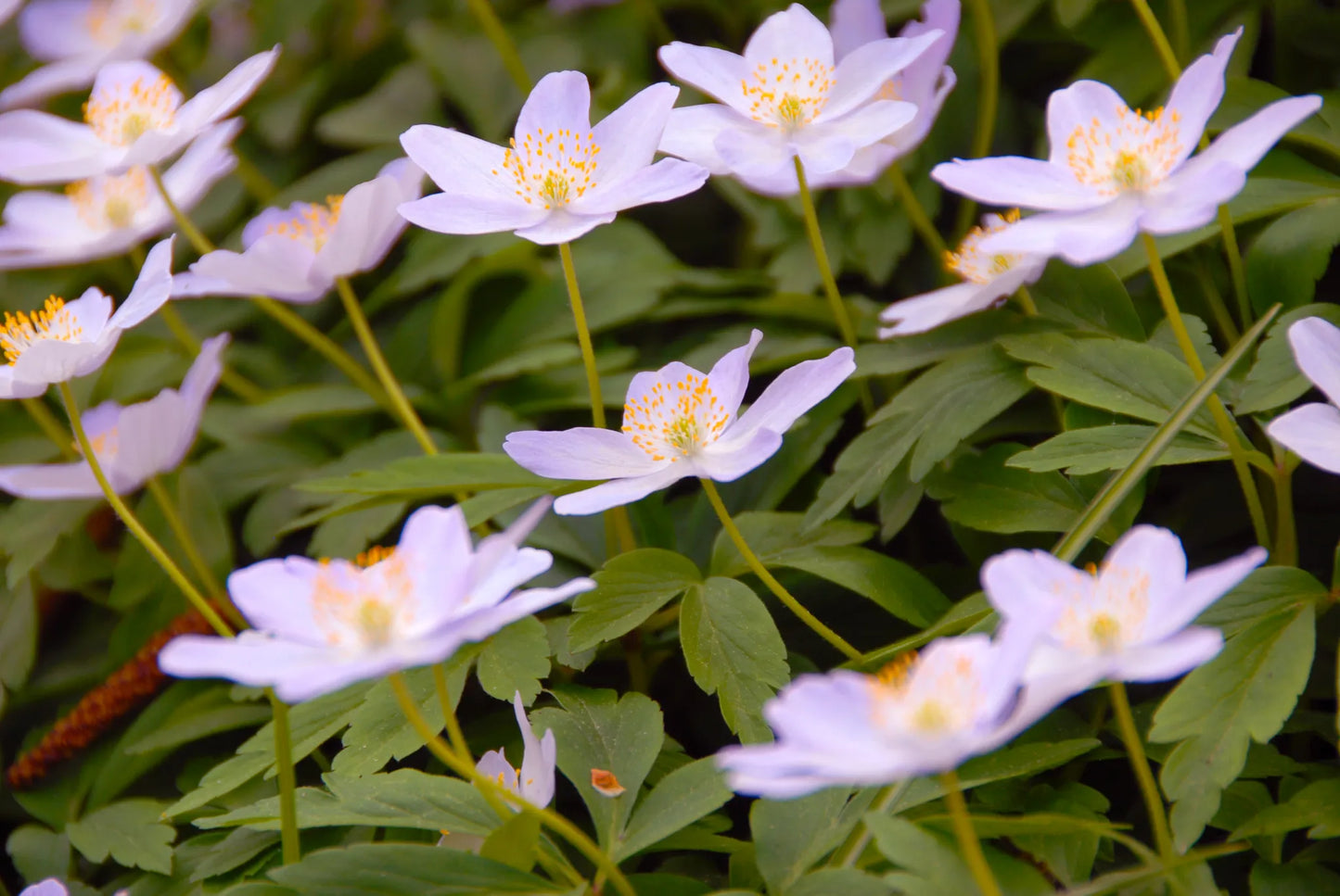 Untreated flower bulbs Anemone nemorosa Robinsoniana size 1 (5001600) for individuals