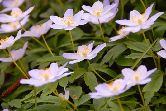 Untreated flower bulbs Anemone nemorosa Robinsoniana size 1 (5001600) for individuals