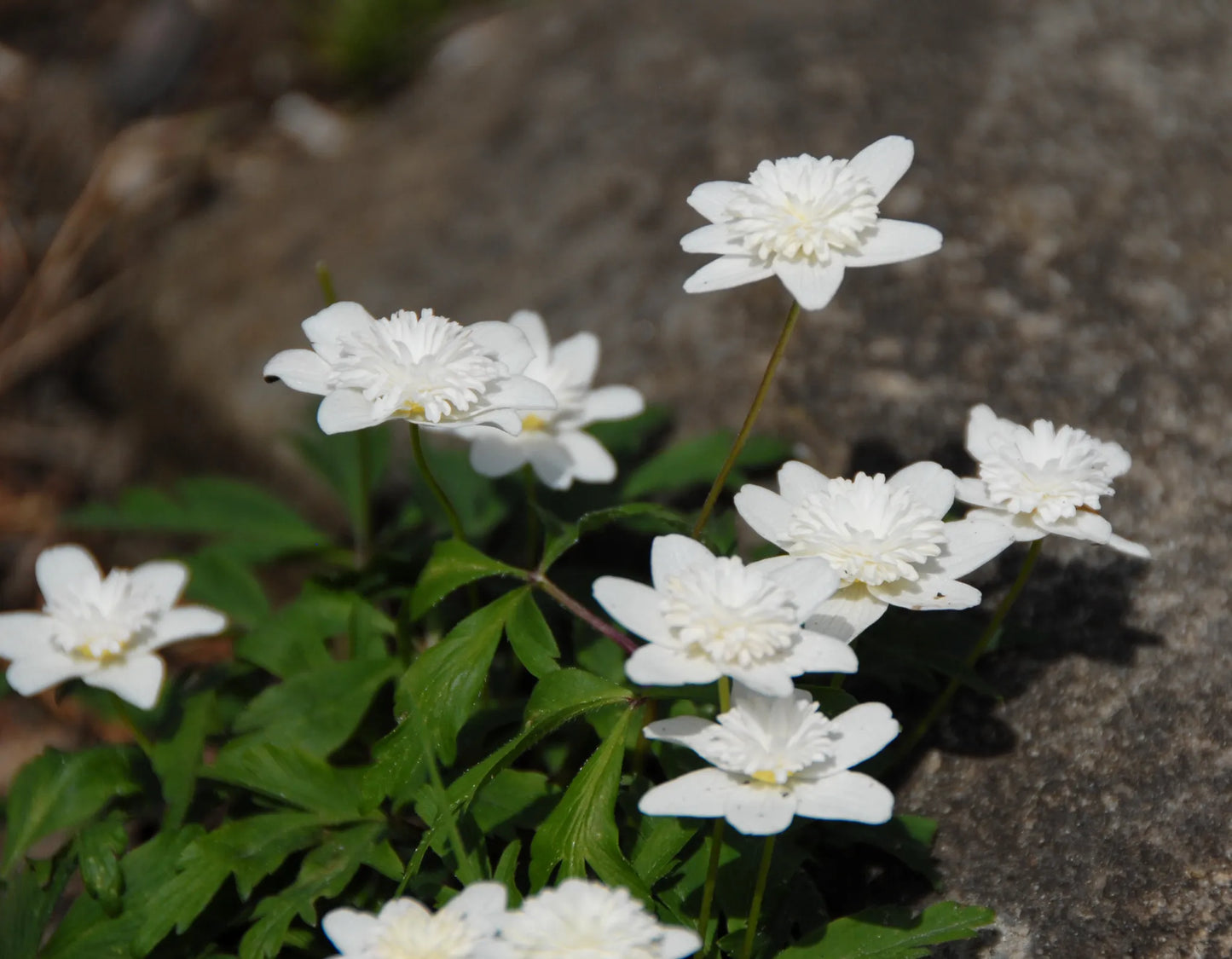 Untreated Anemone nemorosa Vestal flower bulbs size 1 (5001700) for individuals
