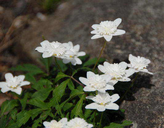 Untreated Anemone nemorosa Vestal flower bulbs size 1 (5001700) for individuals