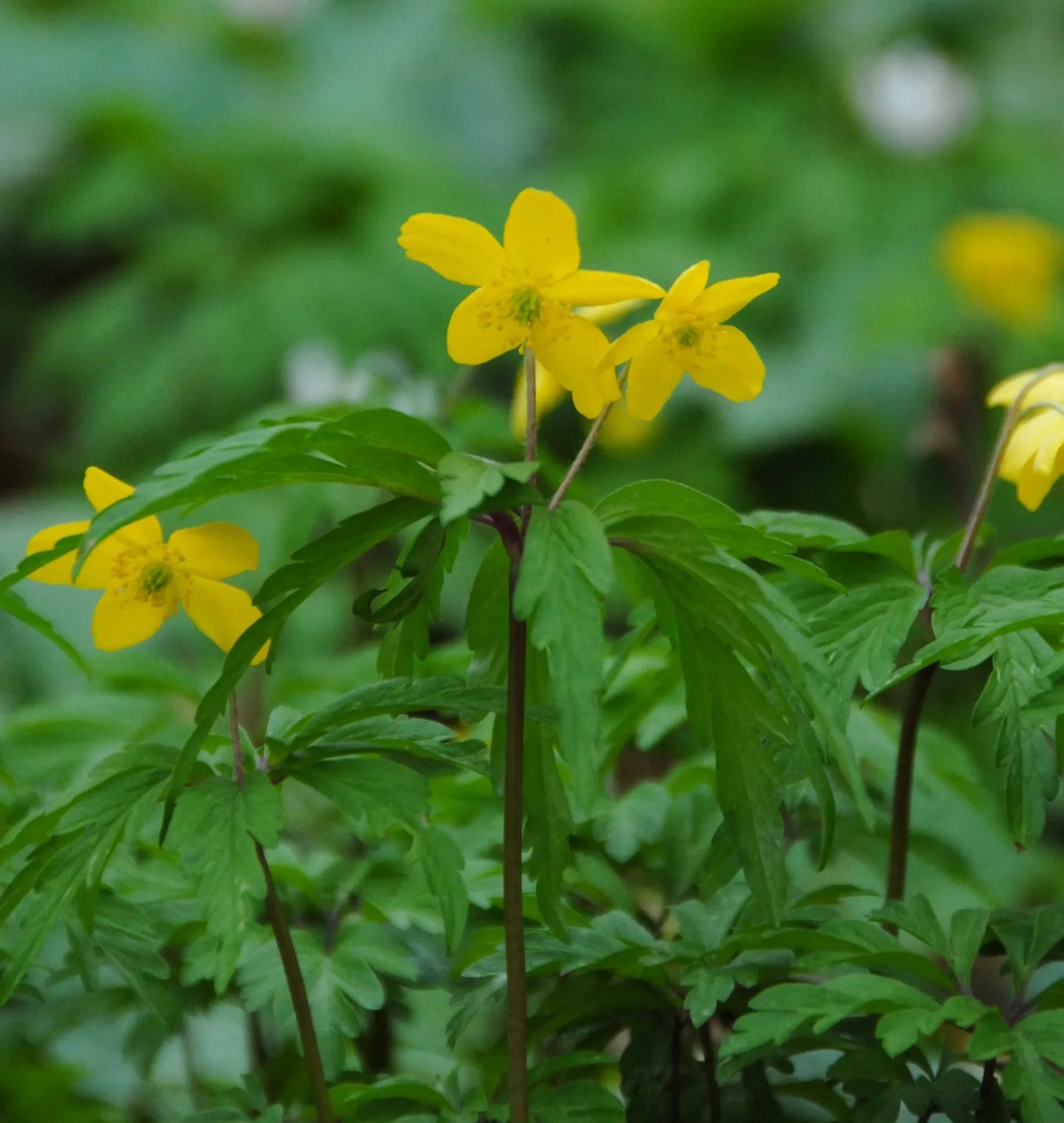Untreated flower bulbs Anemone ranunculoides size 1 (5001800) for individuals