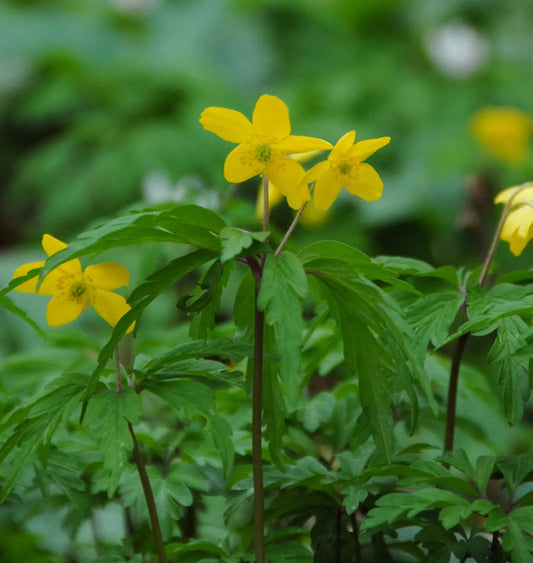 Untreated flower bulbs Anemone ranunculoides size 1 (5001800) for individuals