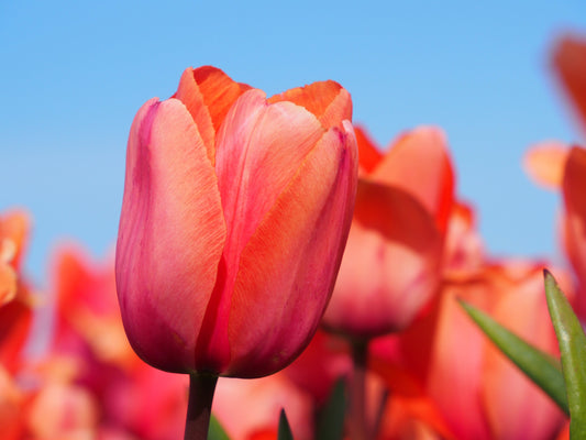 Untreated Tulip Apricot Impression® flower bulbs size 12/+ (1001200) for individuals
