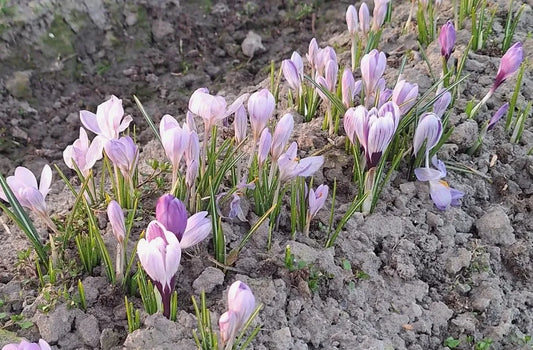 Bulbes de fleurs bio Crocus Semi-large C. 'Aqua' calibre 5/+ (caqua05)