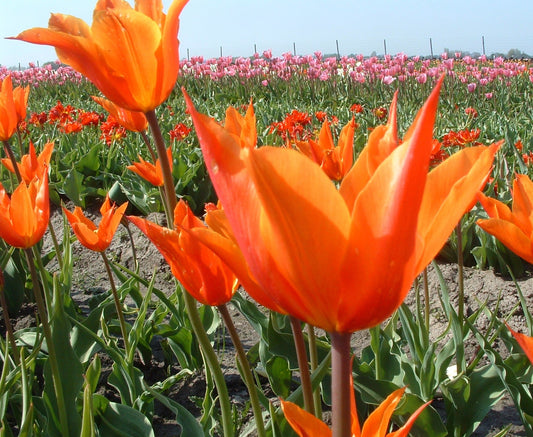 Untreated flower bulbs Tulip Ballerina size 12/+ (1001600) for individuals