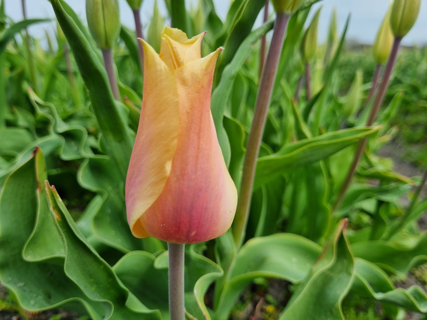 Untreated Tulip Blushing Lady flower bulbs size 12/+ (1002500) for individuals