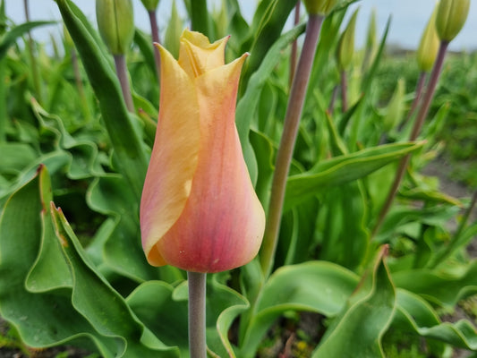 Untreated Tulip Blushing Lady flower bulbs size 12/+ (1002500) for individuals