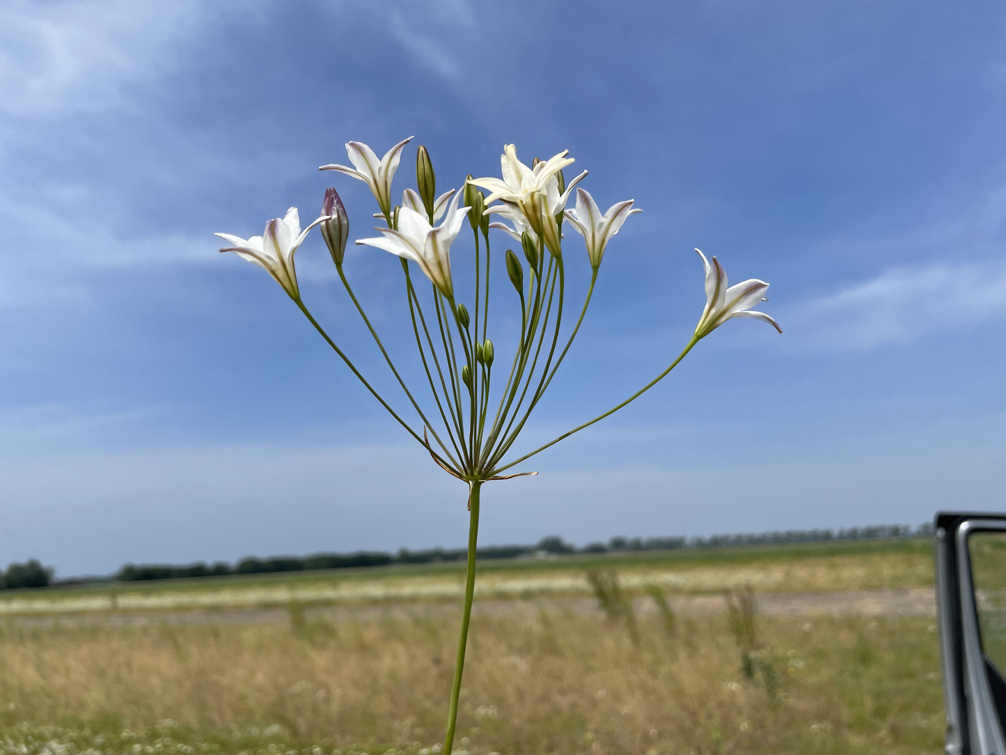 Bulbe Brodiaea Silver Queen 5+ Bio - 0,24€/u -bsiqu05