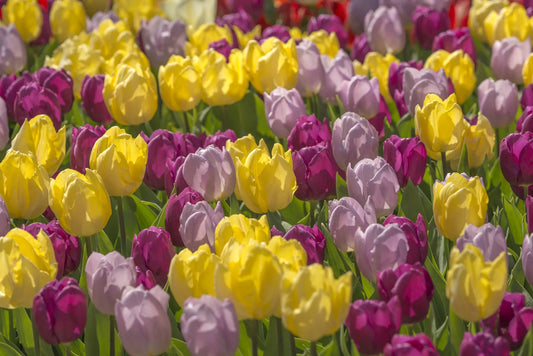 Untreated Prince of Love Mix Flower Bulbs (9002000) for individuals
