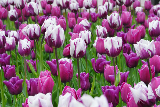 Bulbes de fleurs Non-Traité Mix  Smokey Mountains Mix (9002600)