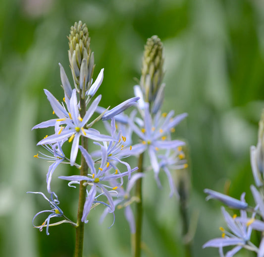 Untreated Camassia cusickii flower bulbs size 14/16 (3303000) for individuals