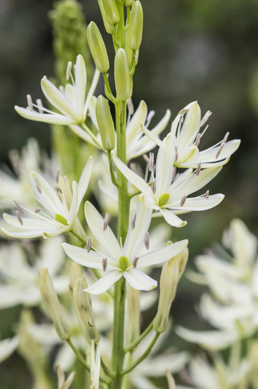 Untreated Camassia leichtlinii Alba flower bulbs size 14/16 (3301600) for individuals