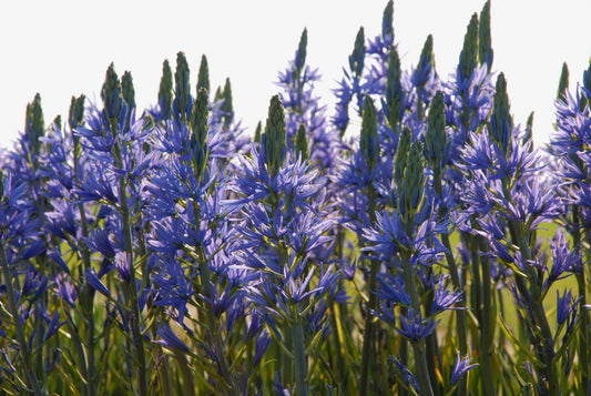 Untreated flower bulbs Camassia leichtlinii Caerulea caliber 14/16 (3301000) for individuals
