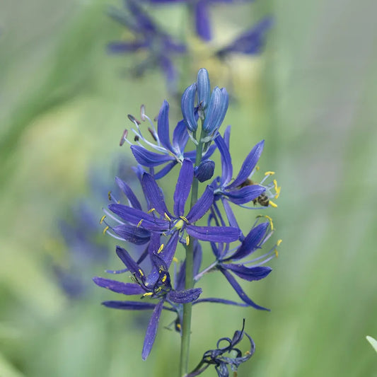 Untreated Camassia quamash flower bulbs size 6/+ (3302500) for individuals