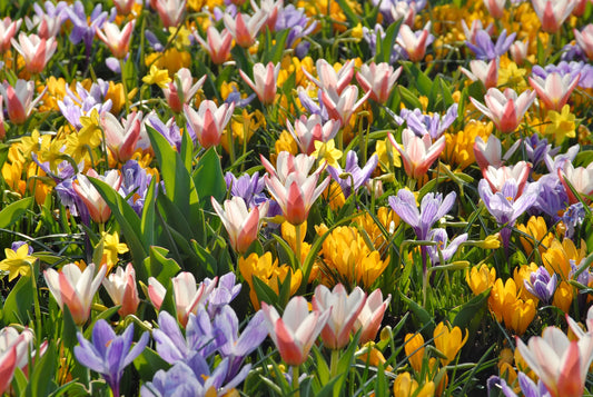 Untreated Flower Bulbs Capture of Brill Mix (9016500) for Individuals