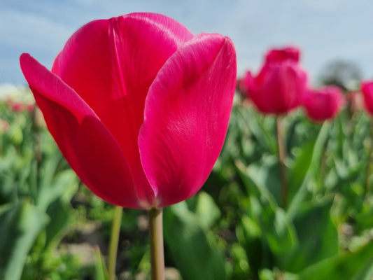 Bulbes Tulipe Carola Bio Calibre 11 - Ref tcaro11