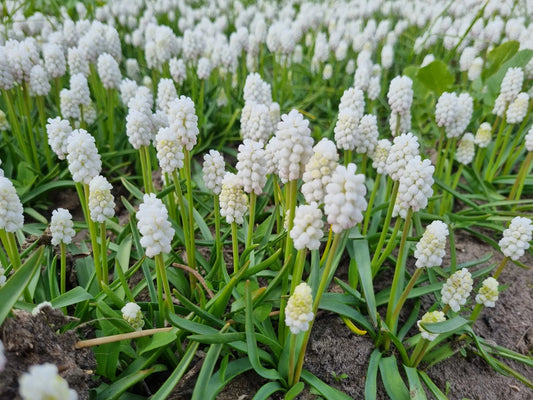 Bulbes de fleurs bio Muscari  Casablanca calibre 5/+ (mcasa05)
