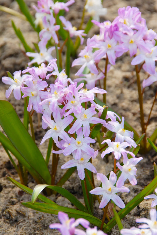 Untreated flower bulbs Chionodoxa forbesii Pink Giant size 5/+ (3401000) for individuals