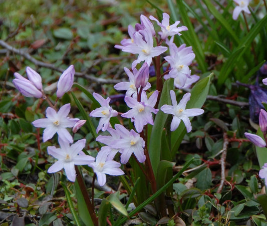 Untreated flower bulbs Chionodoxa forbesii Rosea size 5/+ (3400200) for individuals