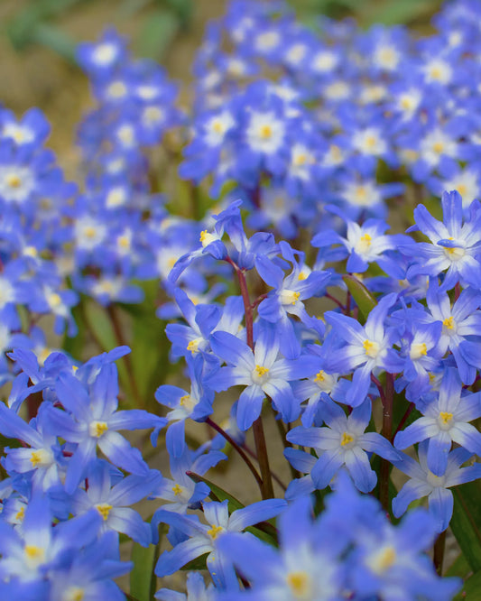 Untreated flower bulbs Chionodoxa forbesii size 5/6 (3400100) for individuals