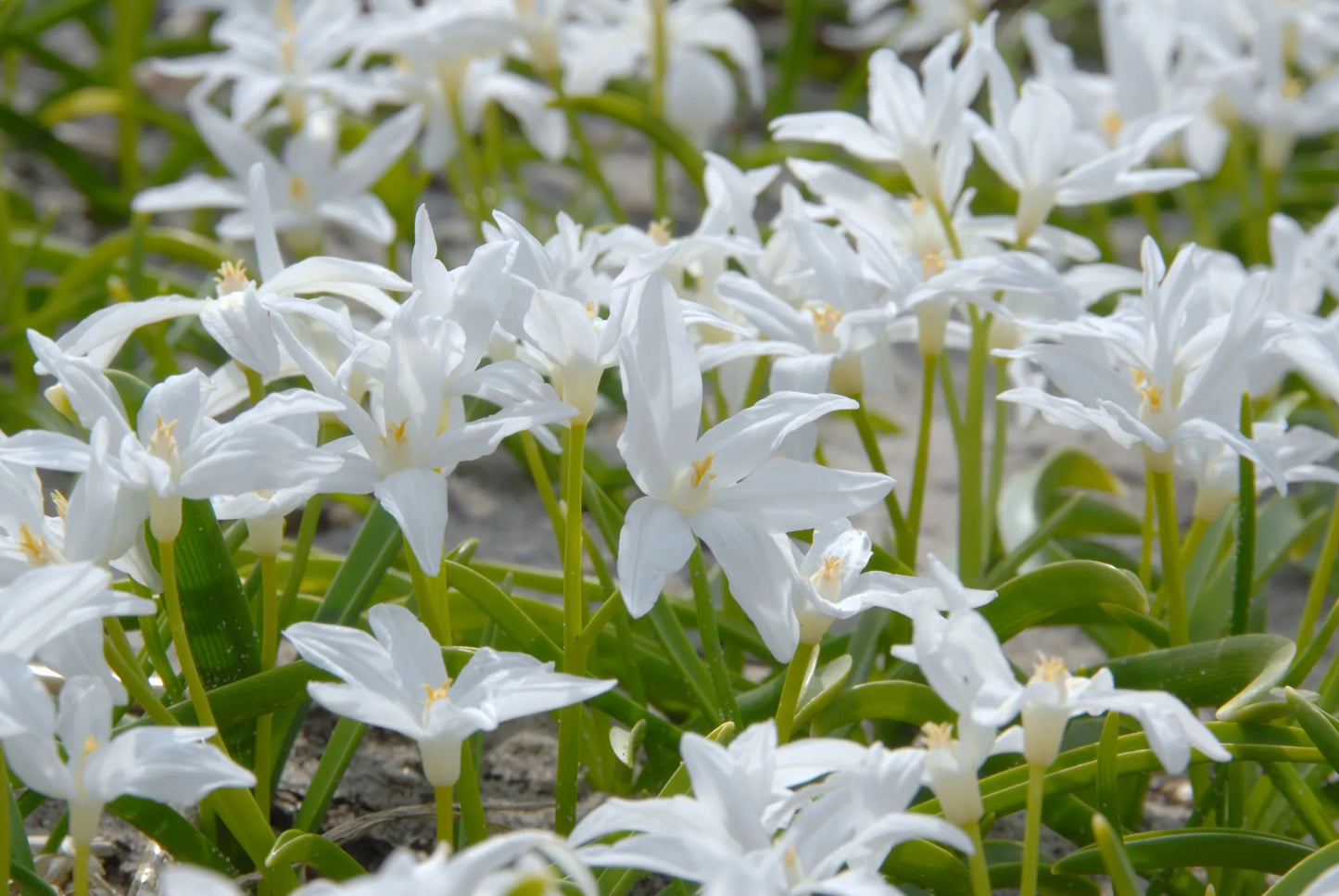 Untreated flower bulbs Chionodoxa luciliae Alba size 5/6 (3402500) for individuals