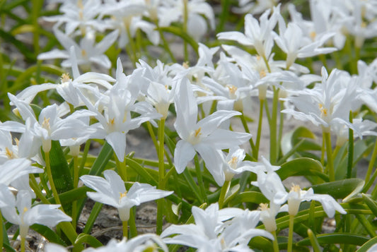 Untreated flower bulbs Chionodoxa luciliae Alba size 5/6 (3402500) for individuals