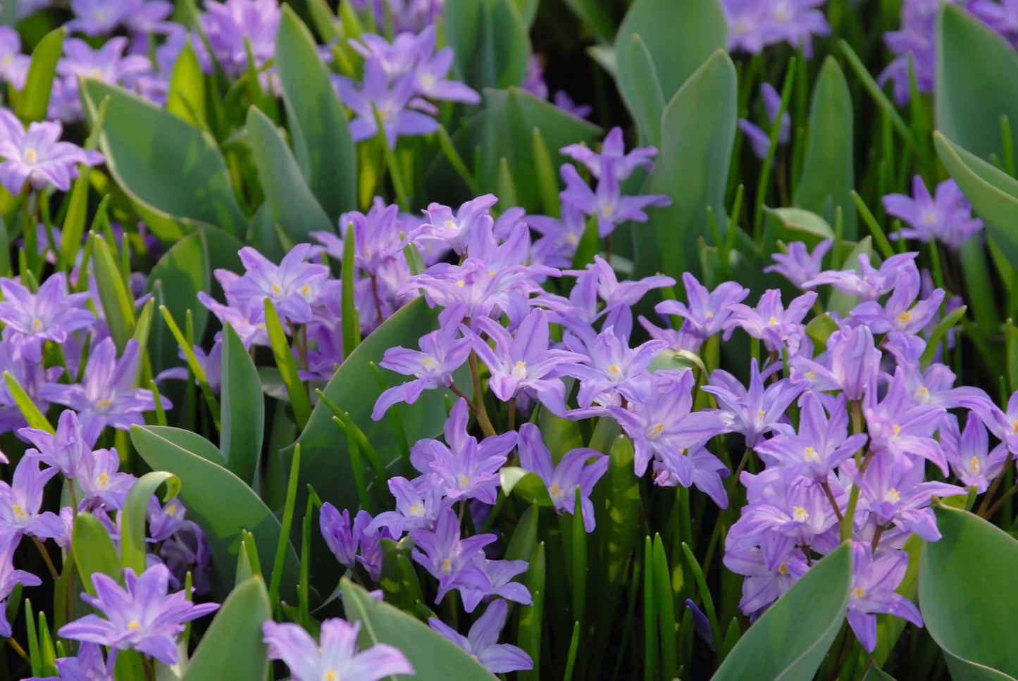 Bulbes de fleurs Non-Traité Chionodoxa luciliae Violet Beauty® calibre 5/6 (3403500)