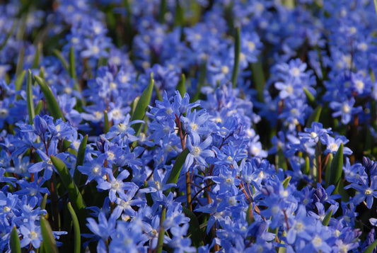 Untreated flower bulbs Chionodoxa sardensis size 5/+ (3403000) for individuals