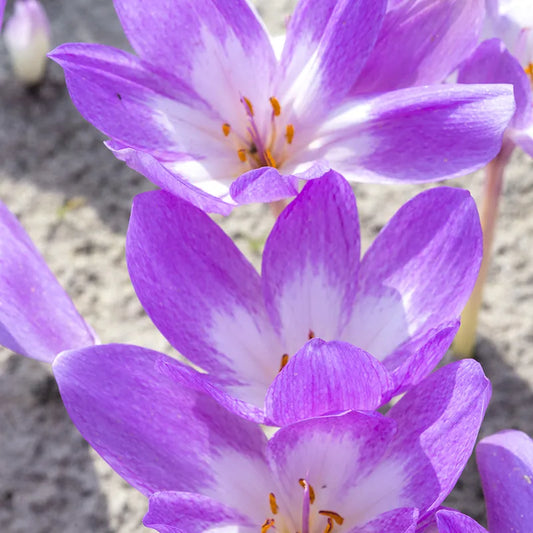 Bulbes de fleurs Non-Traité Colchicum  Giant calibre 20/+ (3501500)