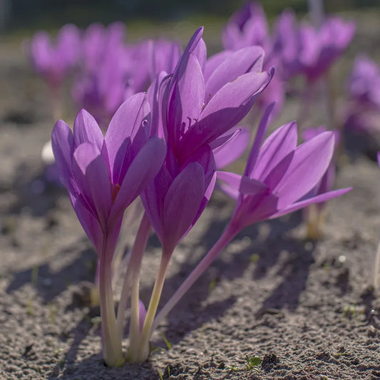 Untreated Colchicum Lilac Wonder flower bulbs size 20/+ (3502000) for individuals