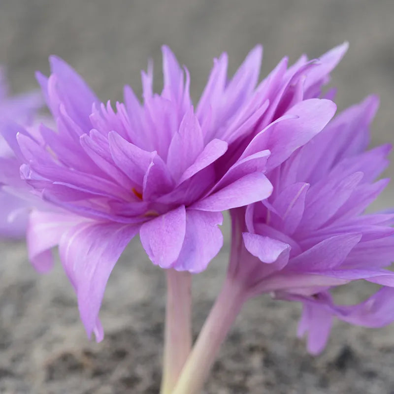Untreated Colchicum Waterlily flower bulbs size 16/18 (3502500) for individuals