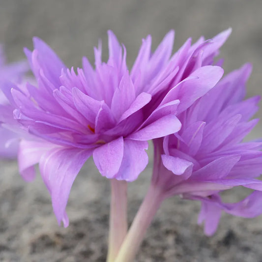 Untreated Colchicum Waterlily flower bulbs size 16/18 (3502500) for individuals