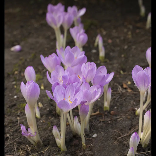 Untreated flower bulbs Colchicum autumnale size 13/+ (3500400) for individuals