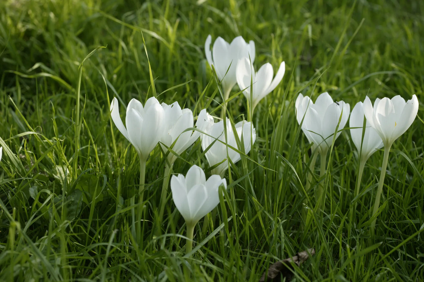 Bulbes de fleurs Non-Traité Colchicum autumnale Album calibre 13/+ (3500500)