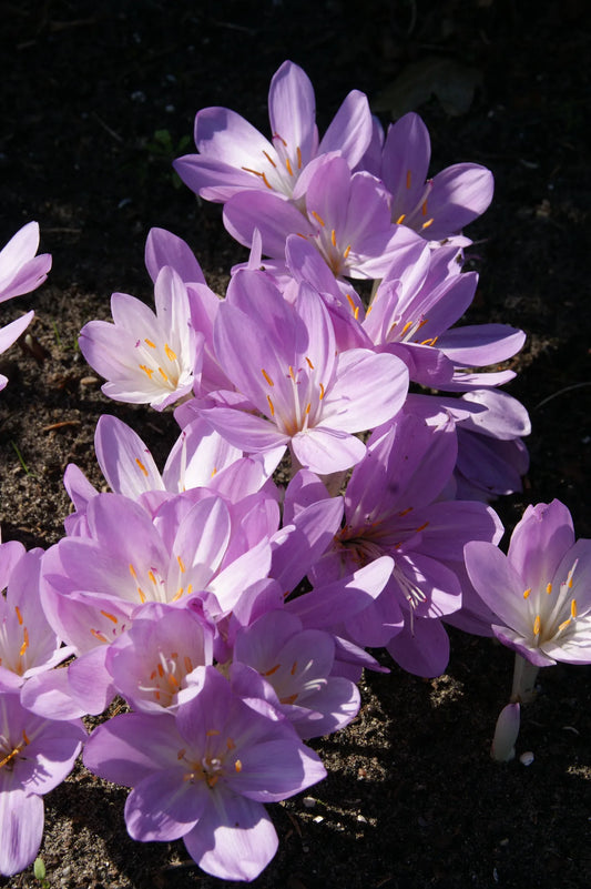 Untreated flower bulbs Colchicum byzantinum size 20/24 (3501000) for individuals