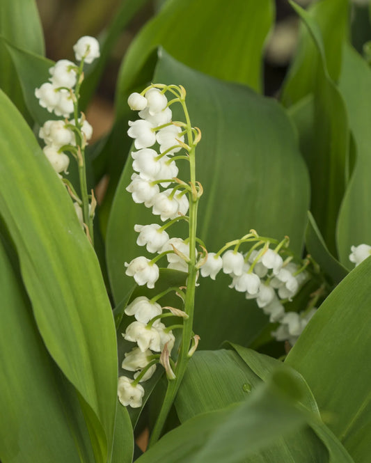 Untreated flower bulbs Convallaria majalis size 1 (3210000) for individuals