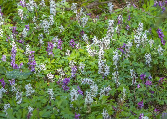Corydalis cava untreated flower bulbs size 1 (3220000) for individuals