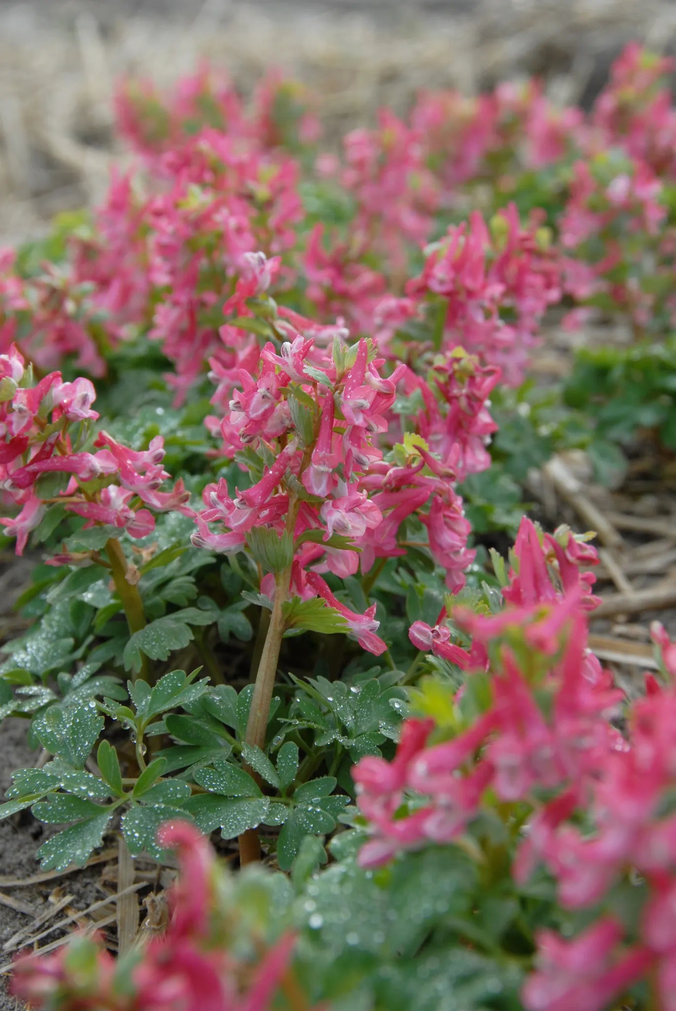 Bulbes de fleurs Non-Traité Corydalis solida  calibre 5/+ (3220500)