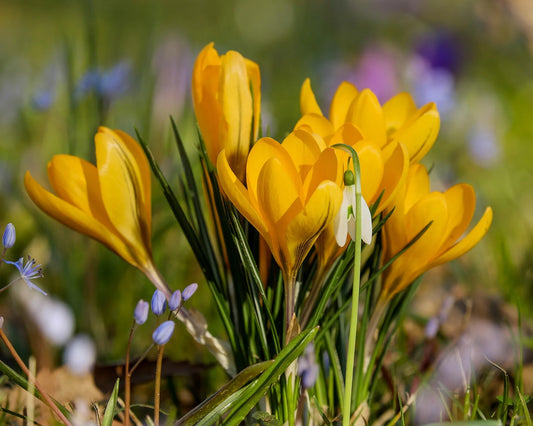 Bulbes de fleurs bio Crocus Largeflowering C. flavus 'Golden Yellow' calibre 7/8 (cgoye07)