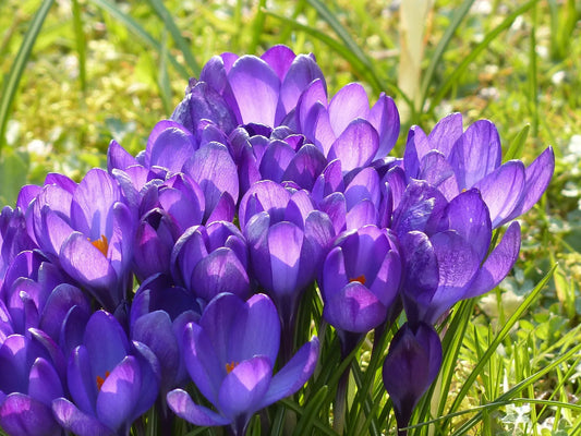 Bulbes de fleurs Non-Traité Crocus Remembrance calibre 7/8 (2503510)