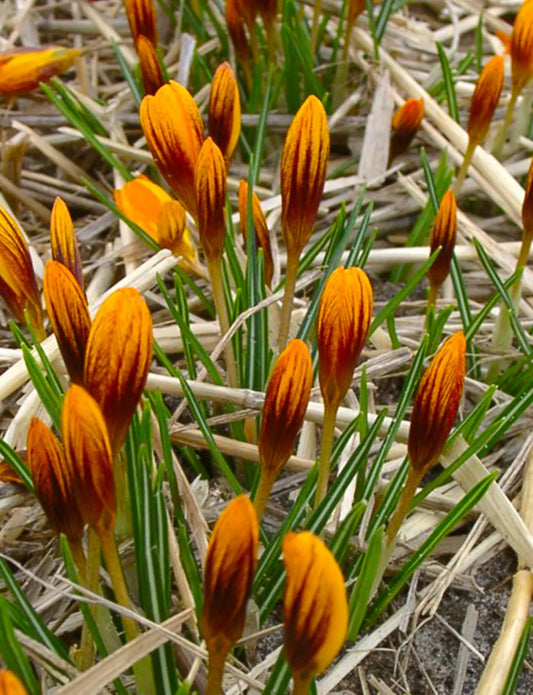 Bulbes de fleurs Non-Traité Crocus  Orange Monarch calibre 5/7 (2502700)