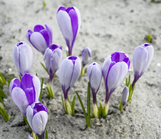 Bulbes de fleurs Non-Traité Crocus  Whale Shark® calibre 7/8 (2505600)