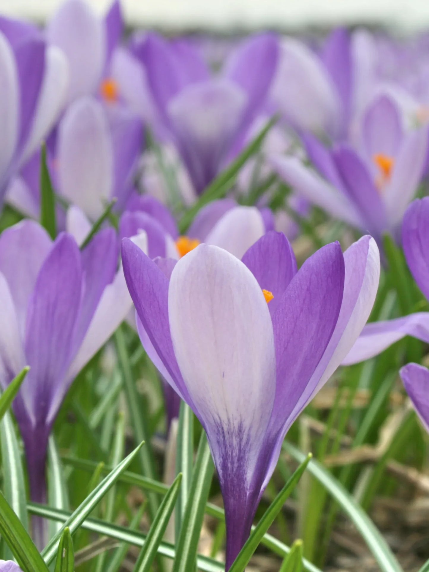 Bulbes de fleurs Non-Traité Crocus  Yalta calibre 5/+ (2504400)