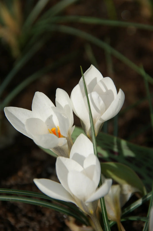 Bulbes de fleurs Non-Traité Crocus biflorus Miss Vain calibre 5/+ (2504500)