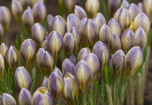 Bulbes de fleurs Non-Traité Crocus chrysanthus Advance calibre 5/+ (2504800)