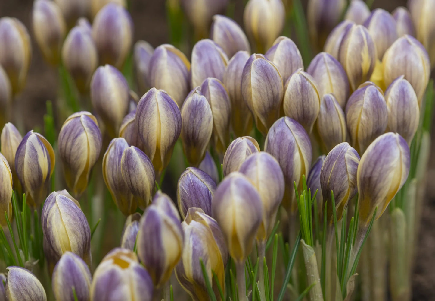 Untreated flower bulbs Crocus chrysanthus Advance size 5/+ (2504800) for individuals