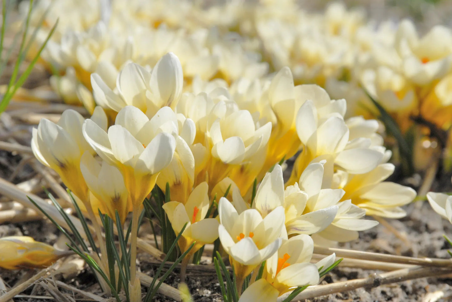 Untreated flower bulbs Crocus chrysanthus Cream Beauty size 5/+ (2500400) for individuals
