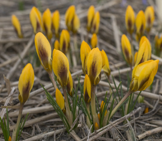 Bulbes de fleurs Non-Traité Crocus chrysanthus Goldilocks calibre 5/+ (2504200)